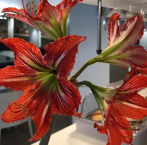 Colors Барселона